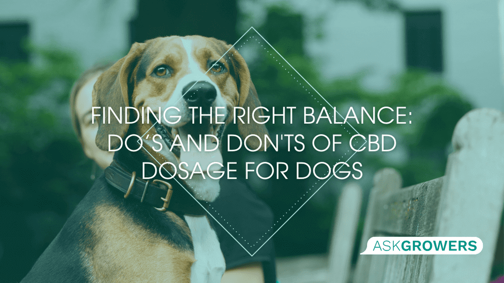 Finding the Right Balance: Do's and Don'ts of CBD Dosage for Dogs